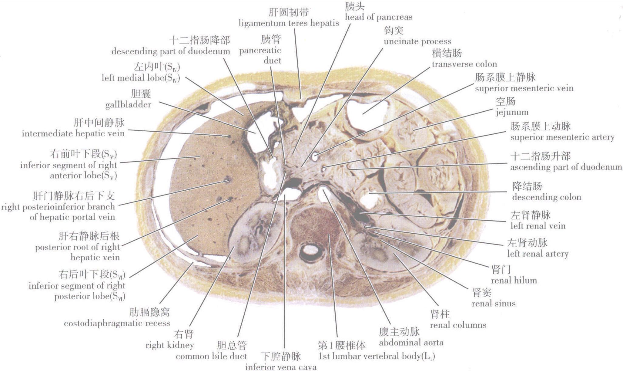 第一節(jié) 上腹部連續(xù)橫斷層面